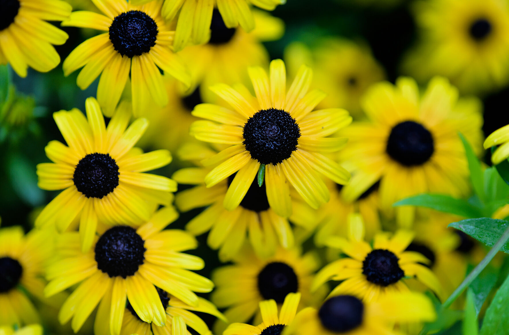 Black-eyed susans